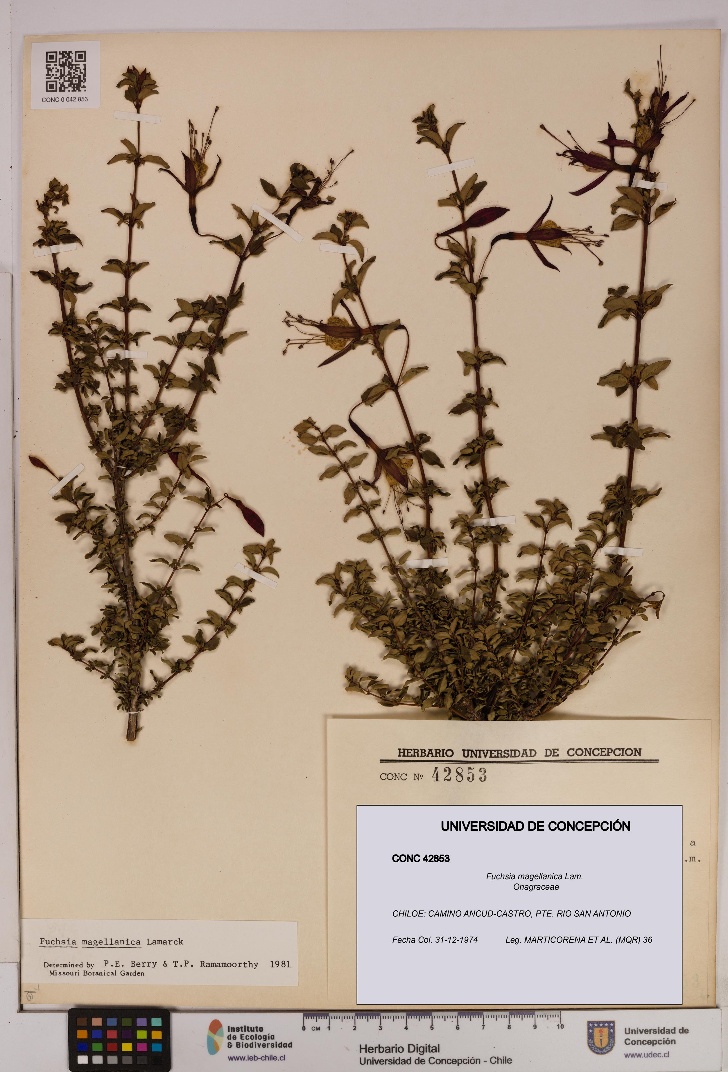 Fuchsia magellanica [Espécimen: UDEC:CONC:0042853]