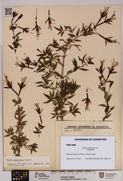 Fuchsia magellanica [Espécimen: UDEC:CONC:0042854]