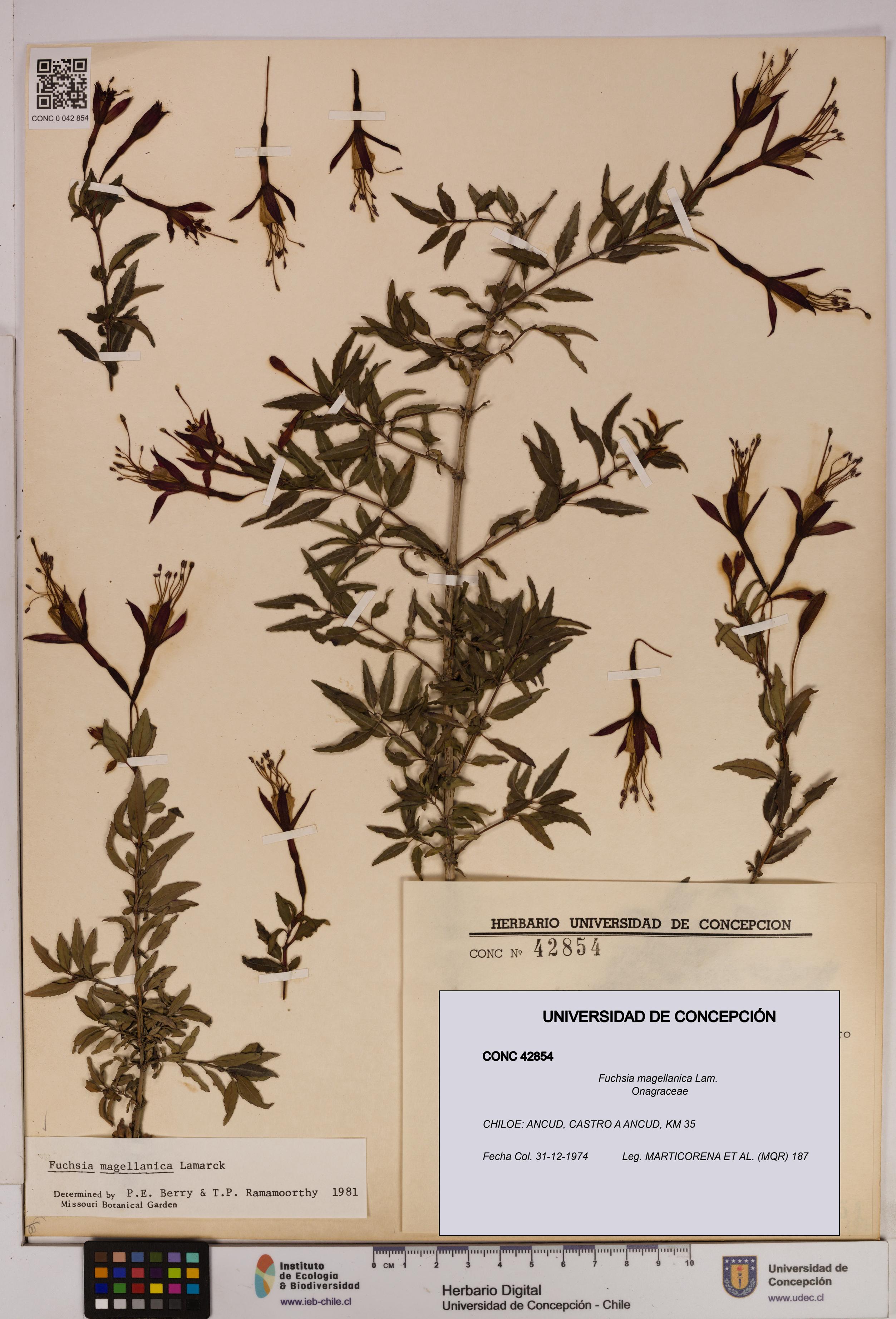 Fuchsia magellanica [Espécimen: UDEC:CONC:0042854]
