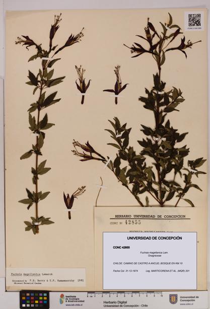 Fuchsia magellanica [Espécimen: UDEC:CONC:0042855]