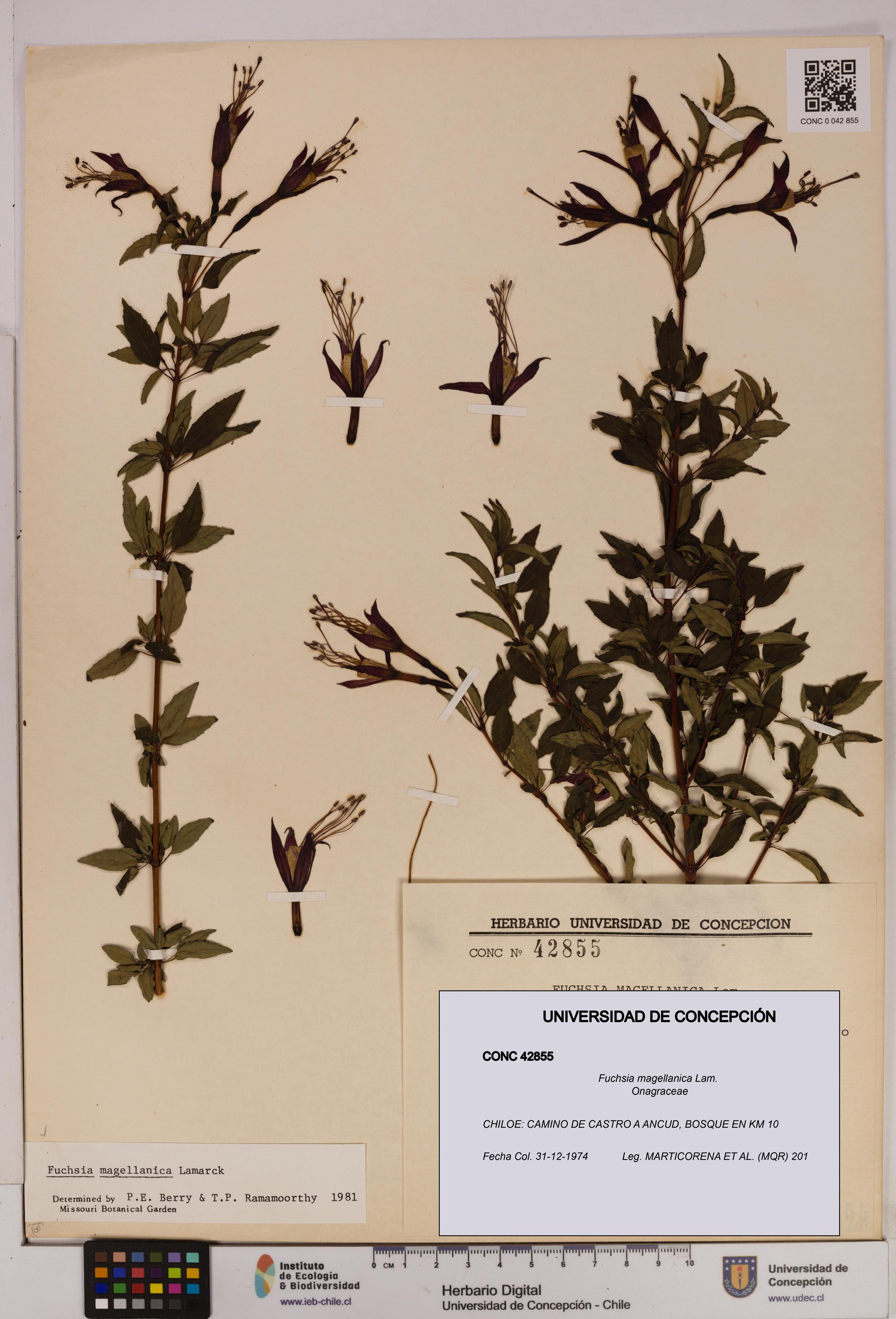 Fuchsia magellanica [Espécimen: UDEC:CONC:0042855]