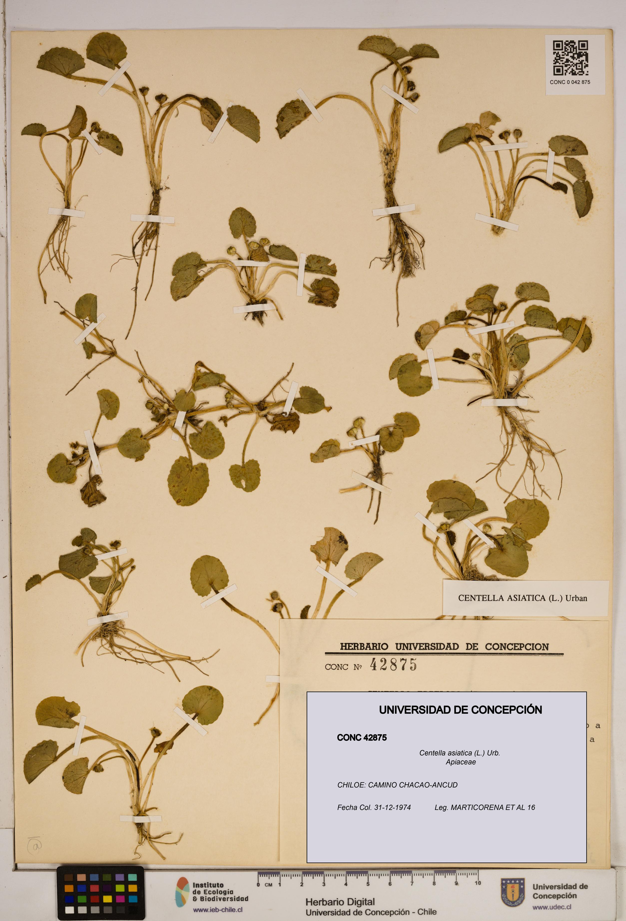 Centella asiatica [Espécimen: ]