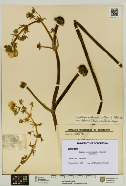 Sagittaria montevidensis [Espécimen: UDEC:CONC:0042879]
