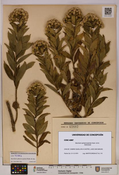 Baccharis sphaerocephala [Espécimen: UDEC:CONC:0042887]