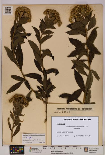 Baccharis sphaerocephala [Espécimen: UDEC:CONC:0042890]
