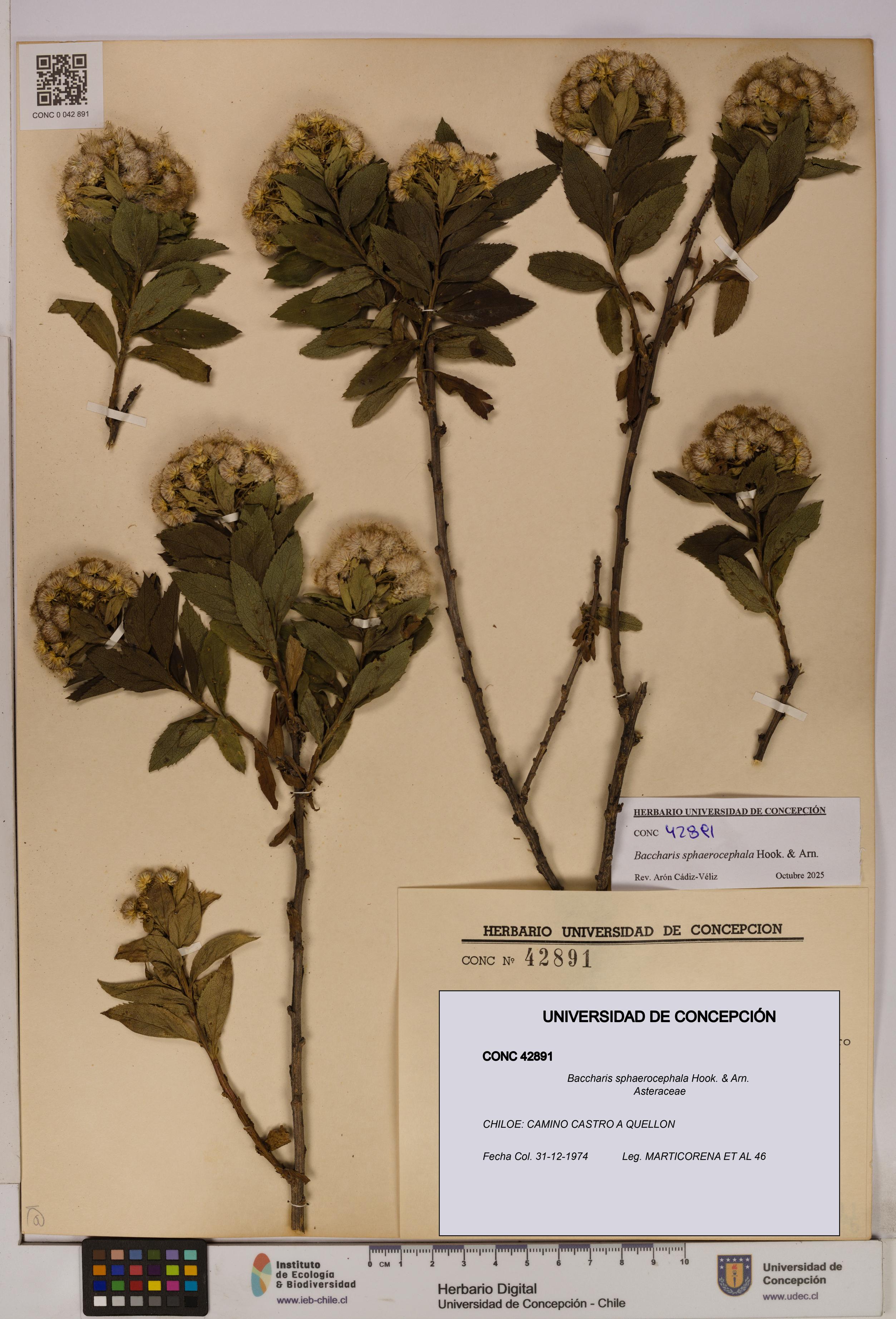 Baccharis sphaerocephala [Espécimen: UDEC:CONC:0042891]