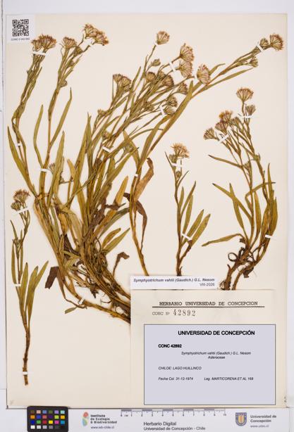 Symphyotrichum vahlii [Espécimen: ]