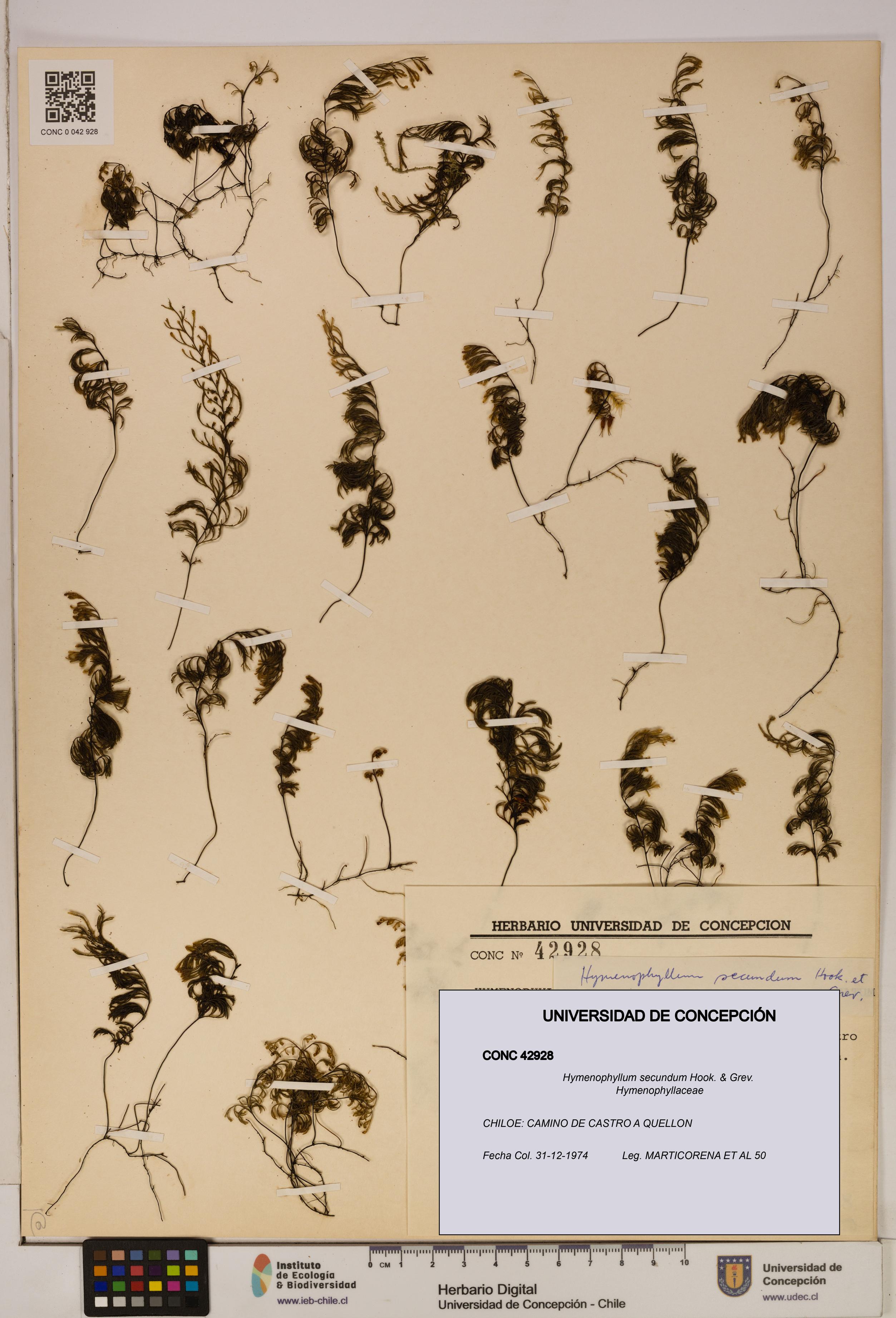 Hymenophyllum secundum [Espécimen: ]