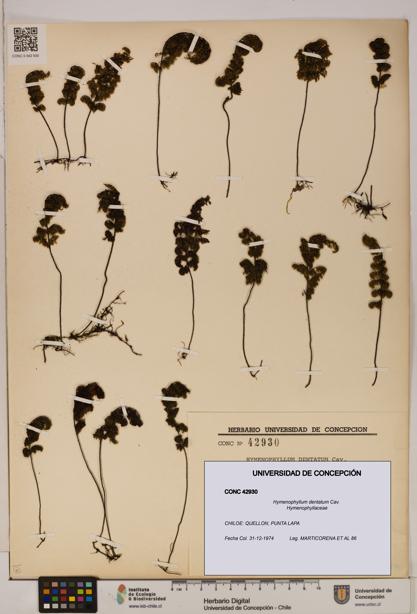 Hymenophyllum dentatum [Espécimen: UDEC:CONC:0042930]