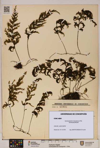 Hymenophyllum krauseanum [Espécimen: ]