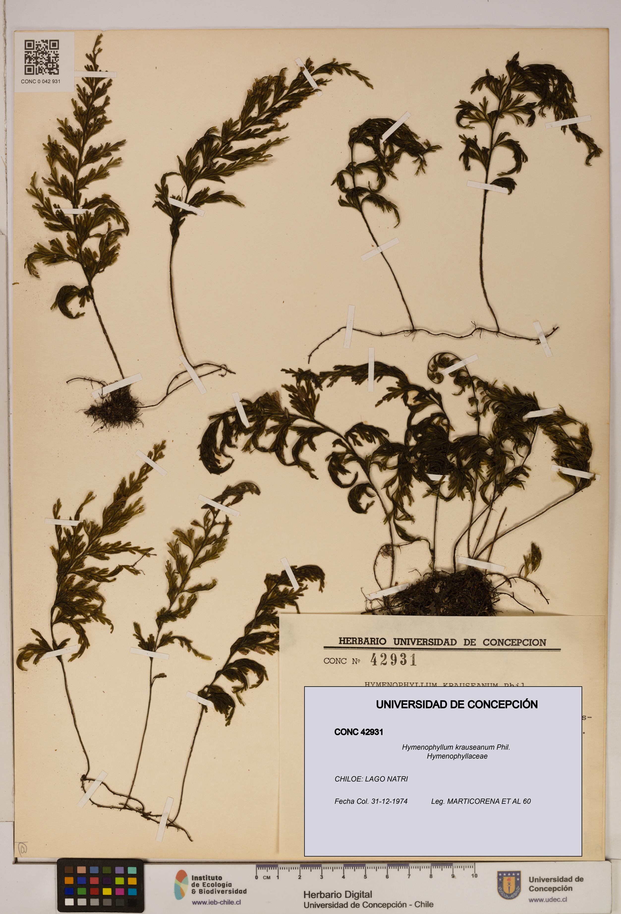 Hymenophyllum krauseanum [Espécimen: ]