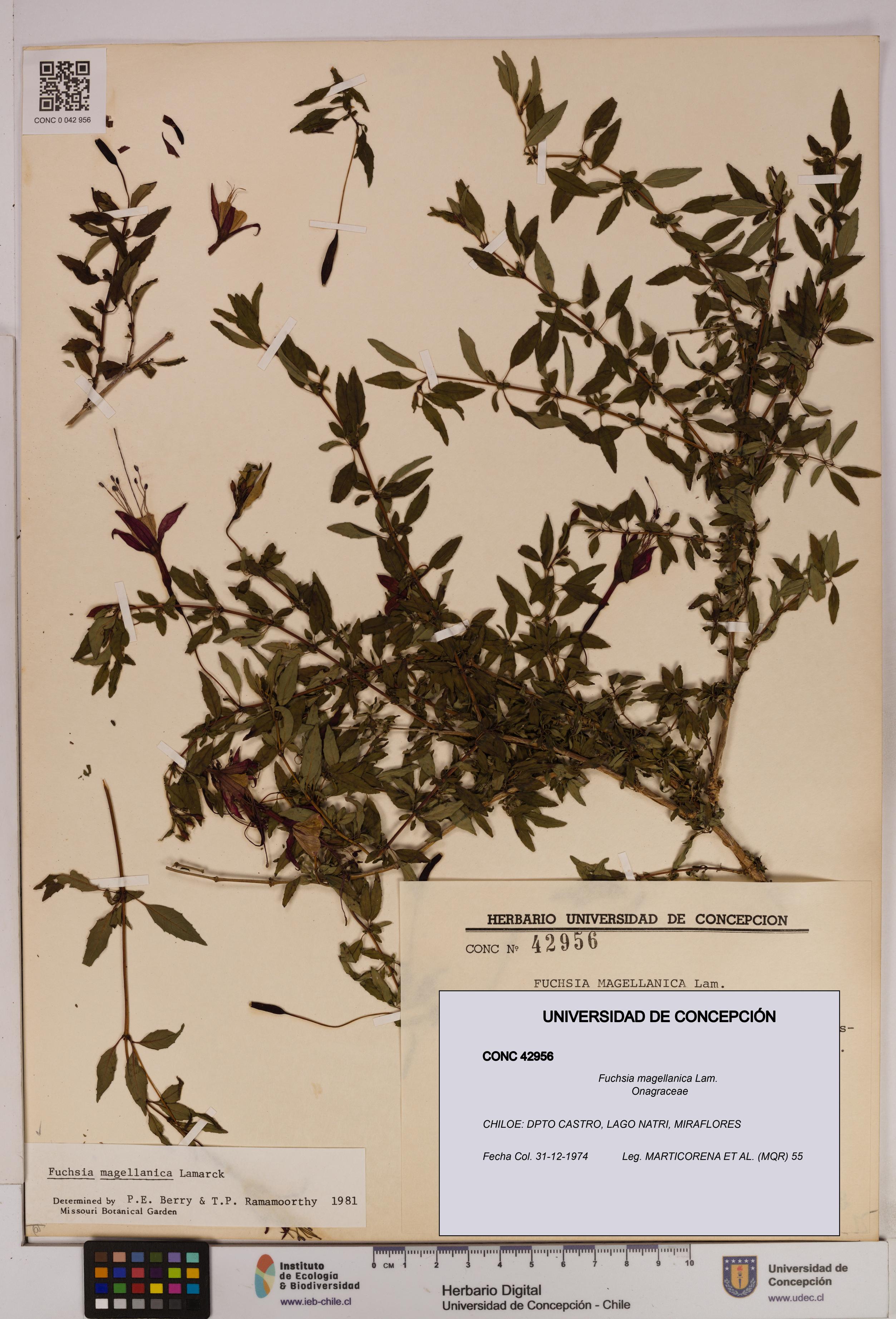 Fuchsia magellanica [Espécimen: UDEC:CONC:0042956]