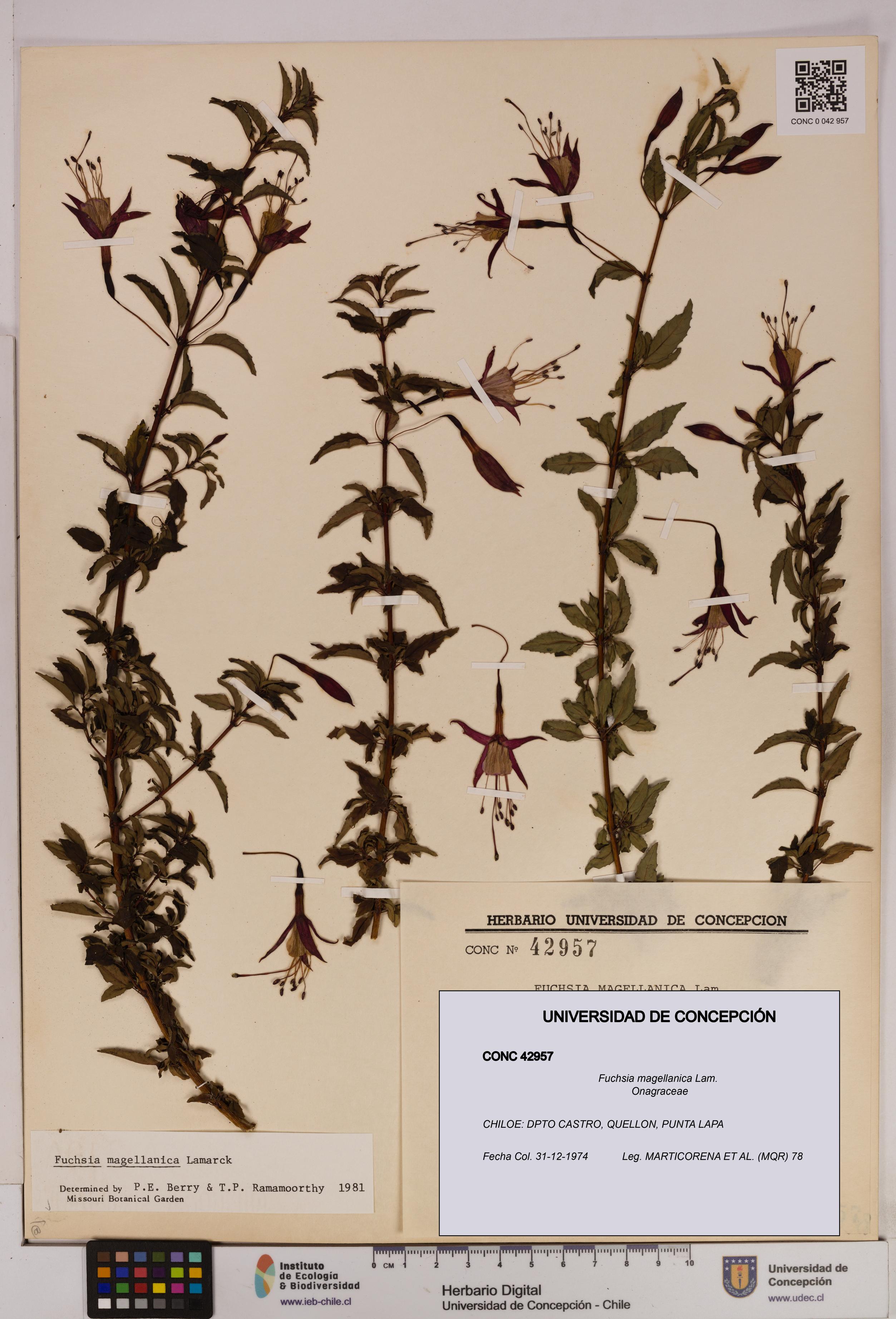 Fuchsia magellanica [Espécimen: UDEC:CONC:0042957]