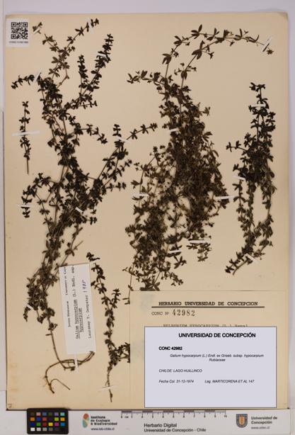 Galium hypocarpium subsp. hypocarpium [Espécimen: UDEC:CONC:0042982]