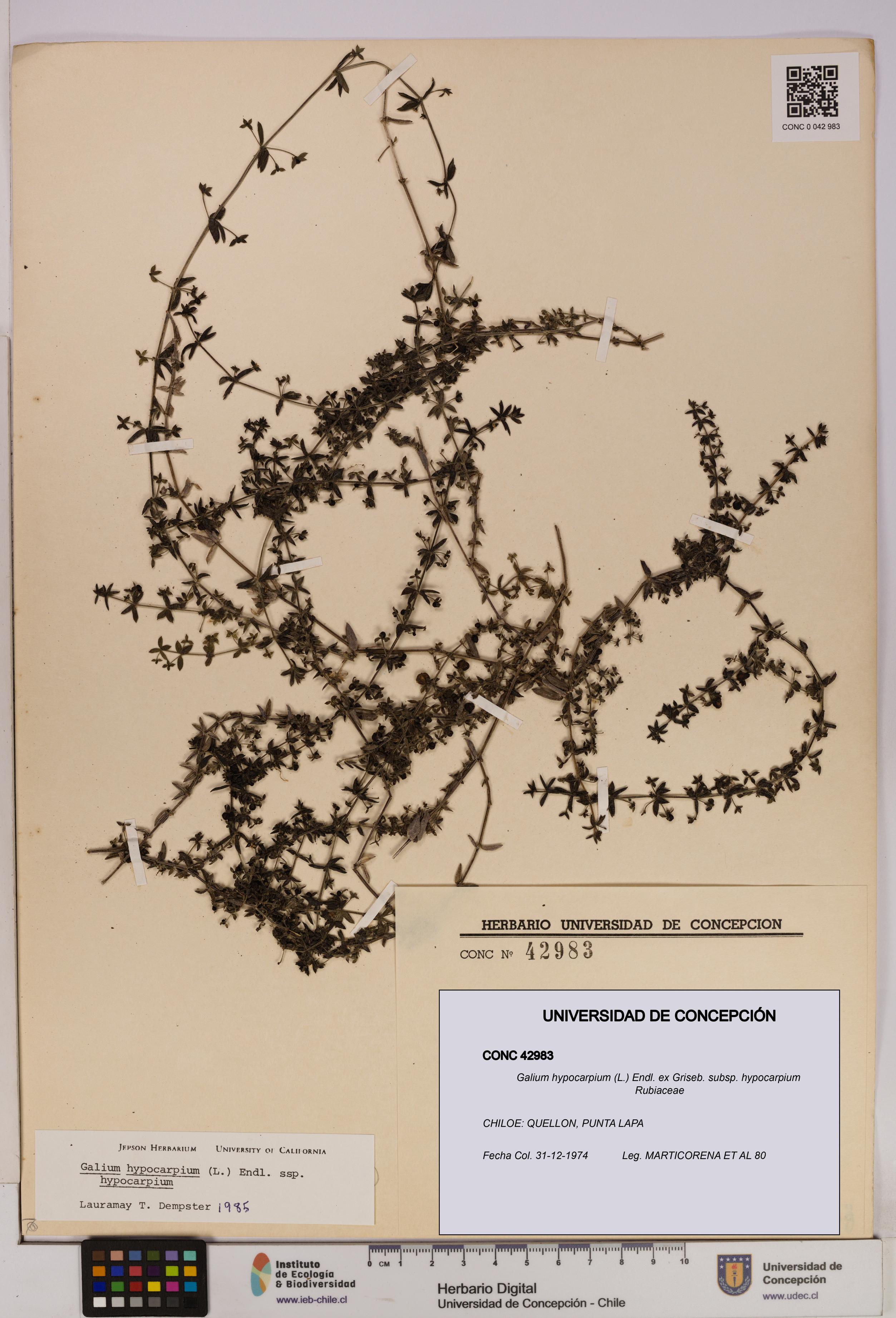Galium hypocarpium subsp. hypocarpium [Espécimen: UDEC:CONC:0042983]