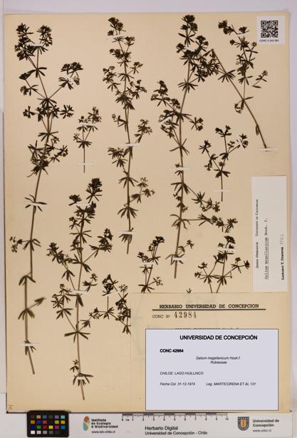 Galium magellanicum [Espécimen: UDEC:CONC:0042984]