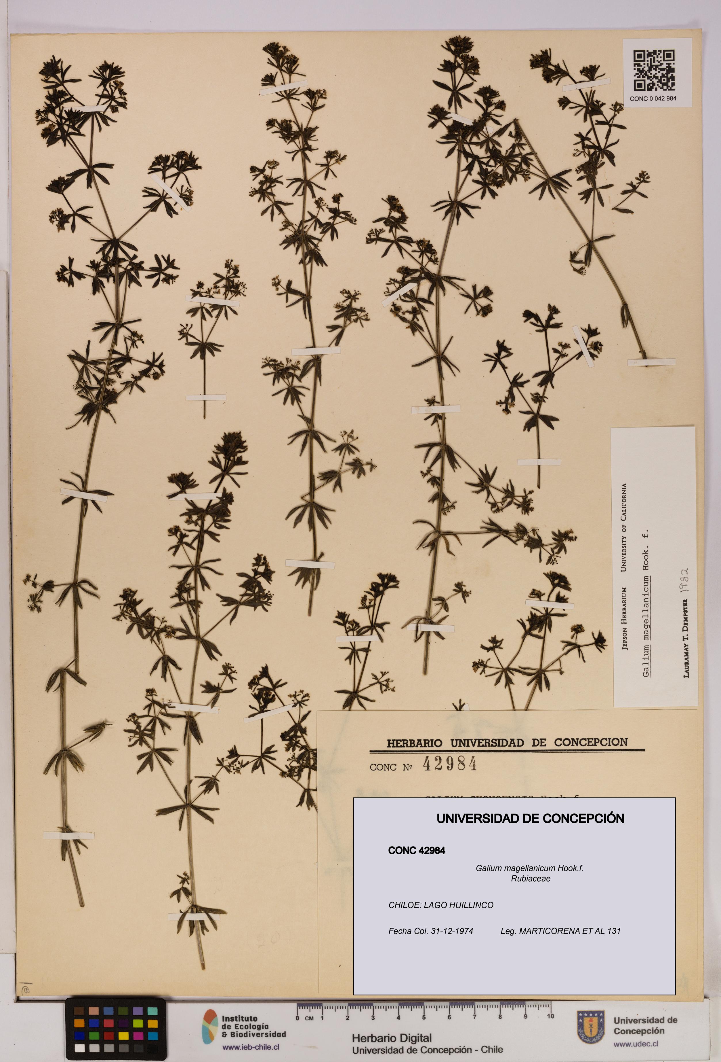 Galium magellanicum [Espécimen: UDEC:CONC:0042984]