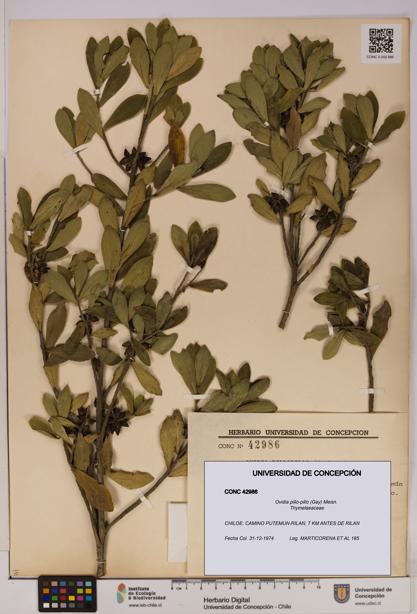 Ovidia pillo-pillo [Espécimen: UDEC:CONC:0042986]