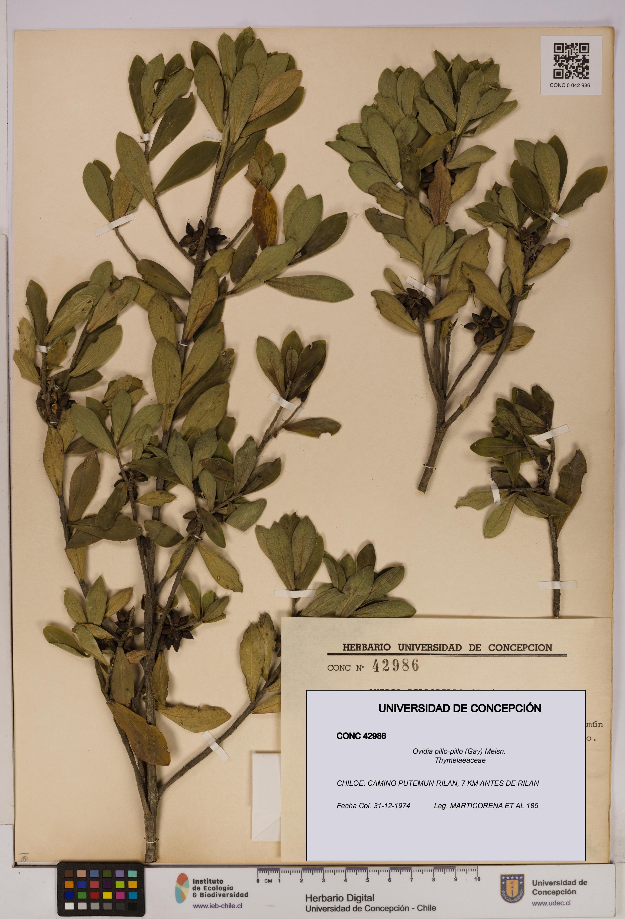 Ovidia pillo-pillo [Espécimen: UDEC:CONC:0042986]