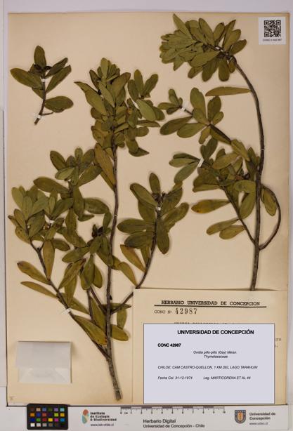Ovidia pillo-pillo [Espécimen: UDEC:CONC:0042987]