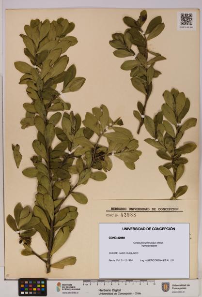 Ovidia pillo-pillo [Espécimen: UDEC:CONC:0042988]