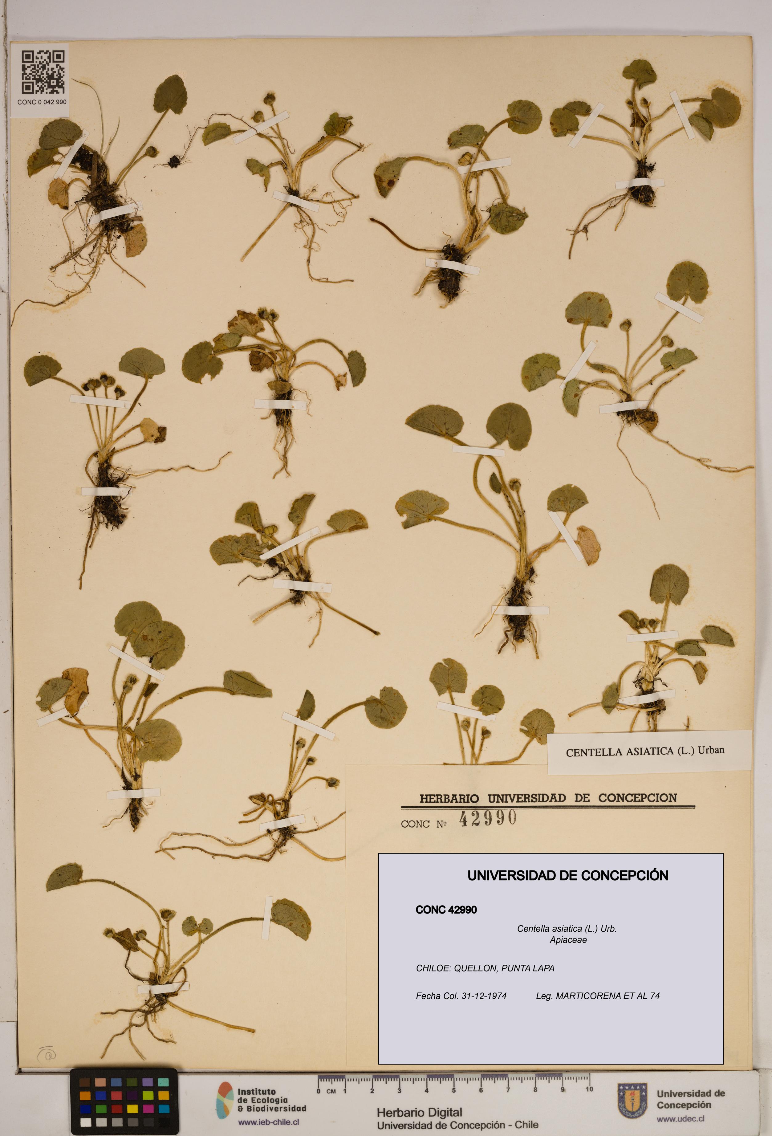 Centella asiatica [Espécimen: ]