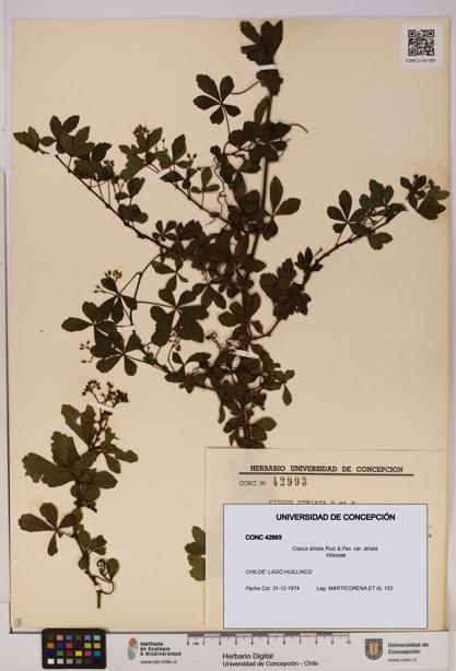 Cissus striata var. striata [Espécimen: UDEC:CONC:0042993]