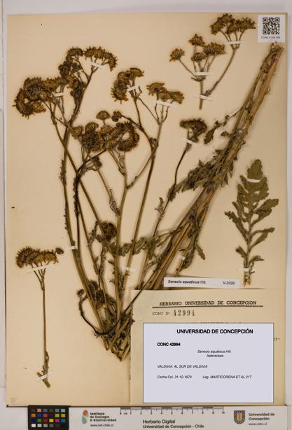 Senecio aquaticus [Espécimen: UDEC:CONC:0042994]