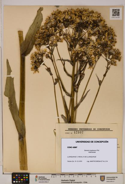 Senecio buglossus [Espécimen: UDEC:CONC:0042997]