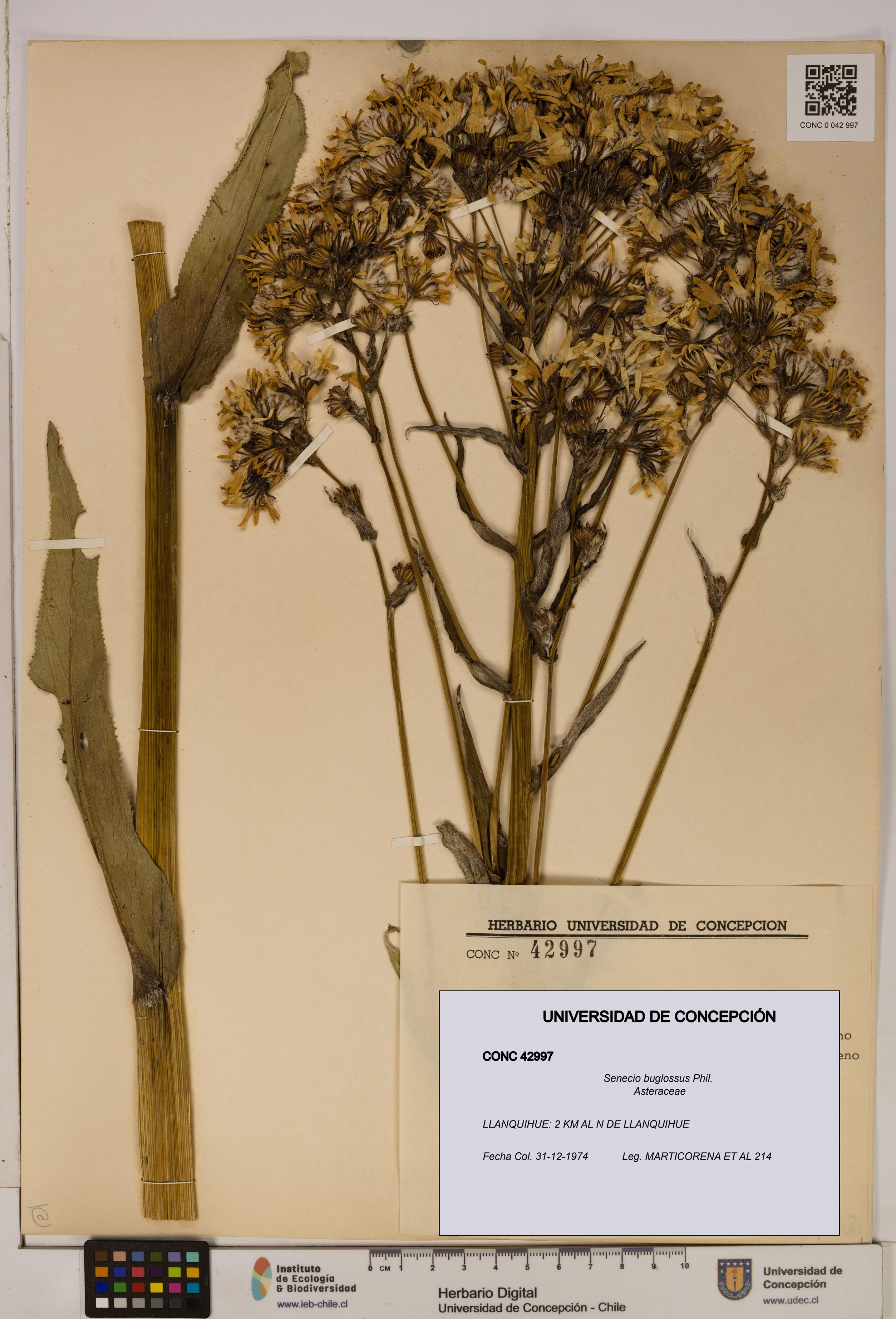 Senecio buglossus [Espécimen: UDEC:CONC:0042997]