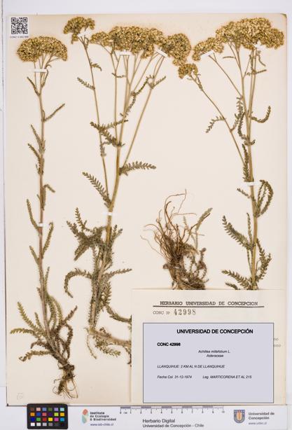 Achillea millefolium [Espécimen: ]