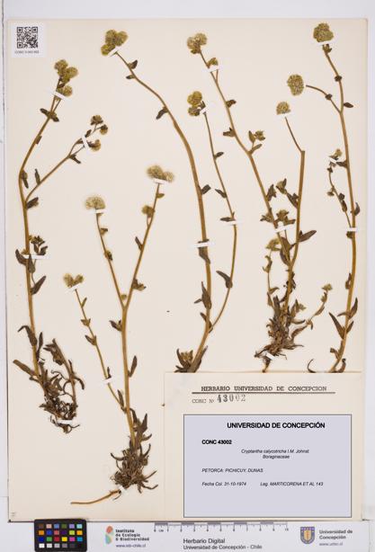 Cryptantha calycotricha [Espécimen: ]