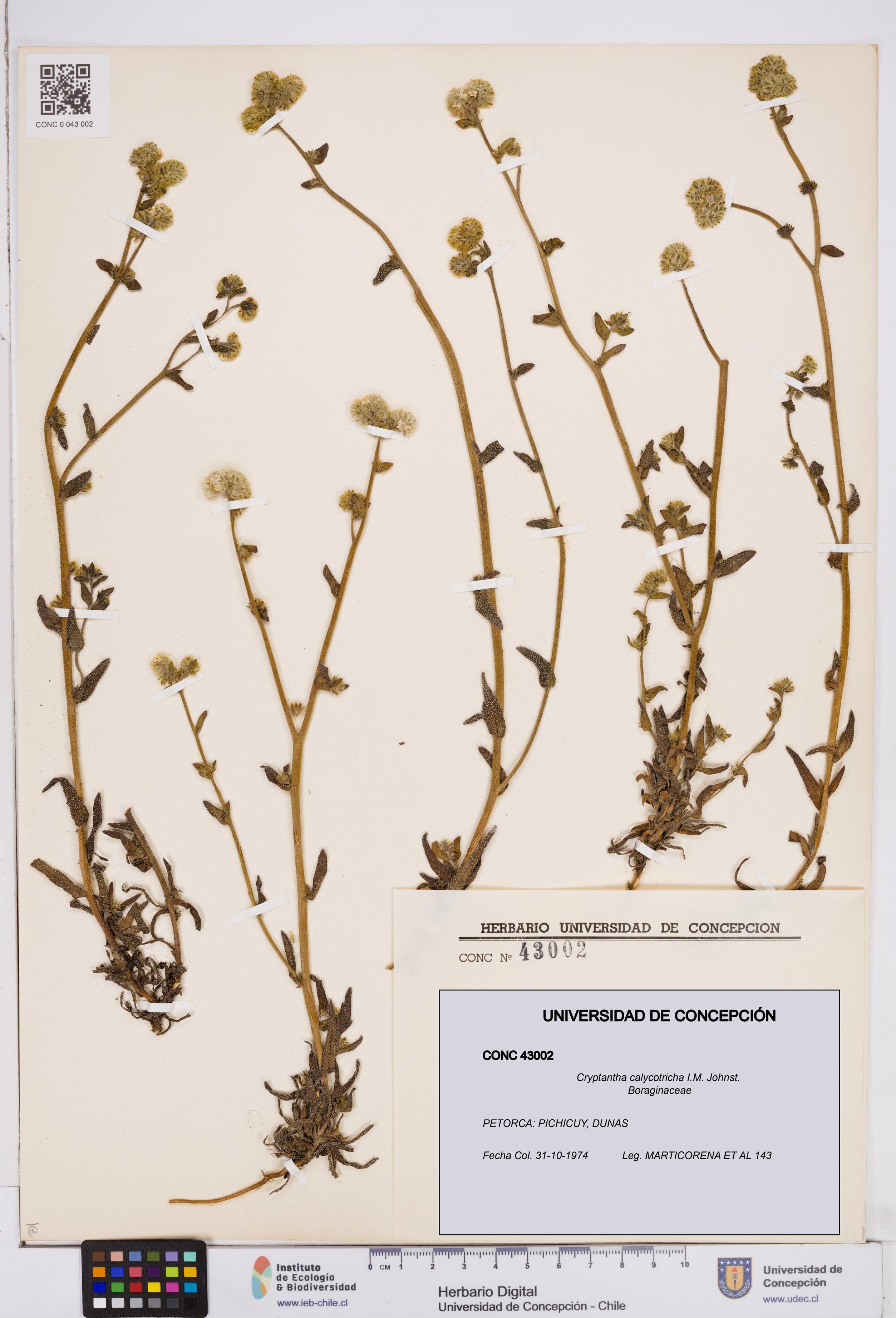 Cryptantha calycotricha [Espécimen: ]