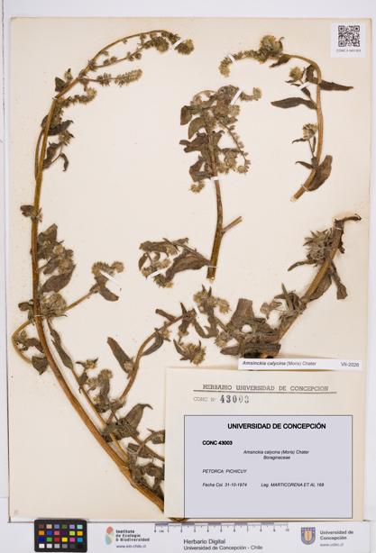 Amsinckia calycina [Espécimen: ]