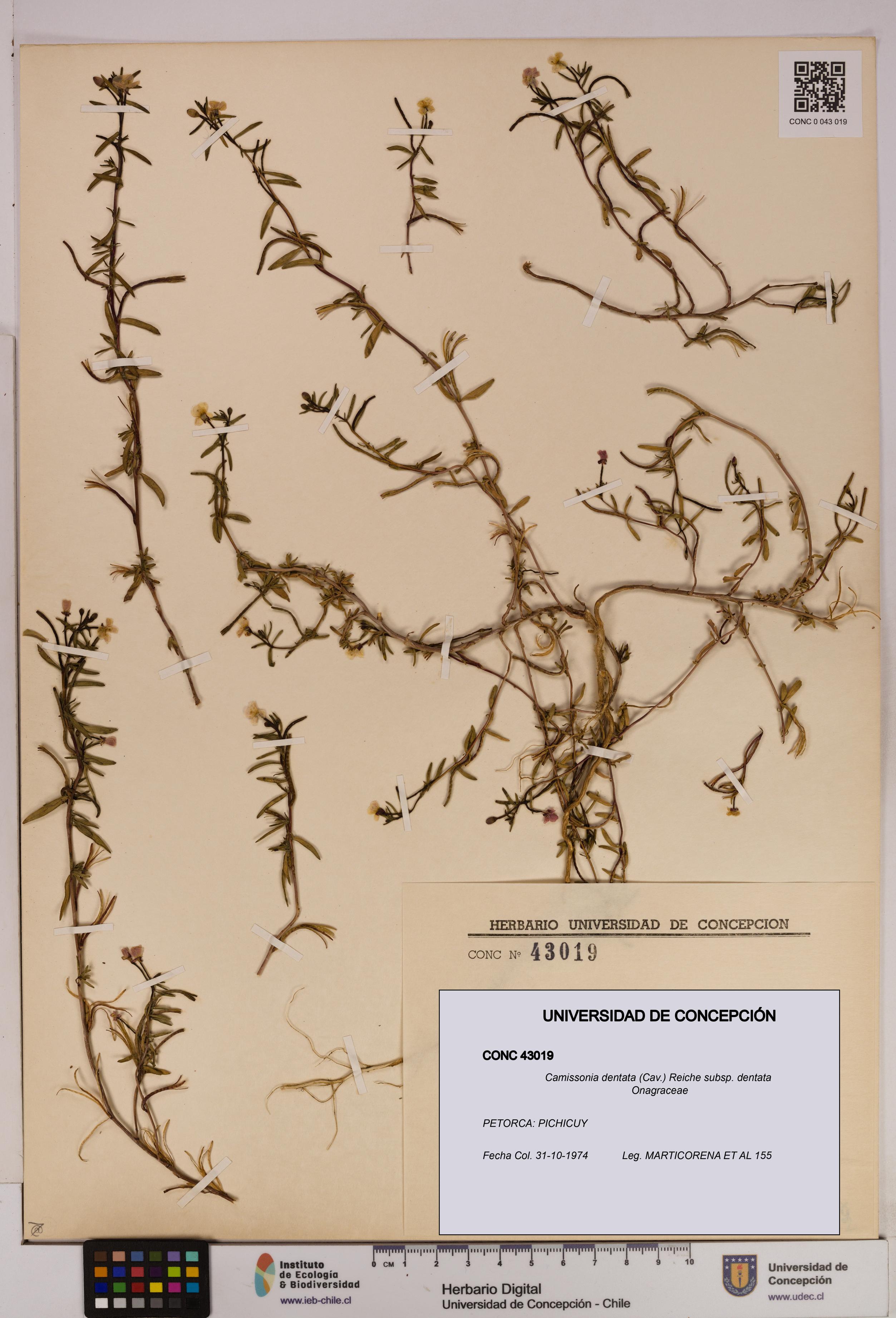 Camissonia dentata [Espécimen: UDEC:CONC:0043019]