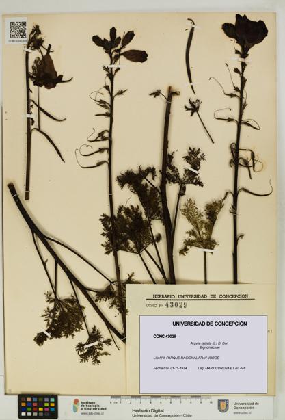Argylia radiata [Espécimen: UDEC:CONC:0043029]