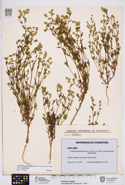 Cryptantha glomerata subsp. glomerata [Espécimen: ]