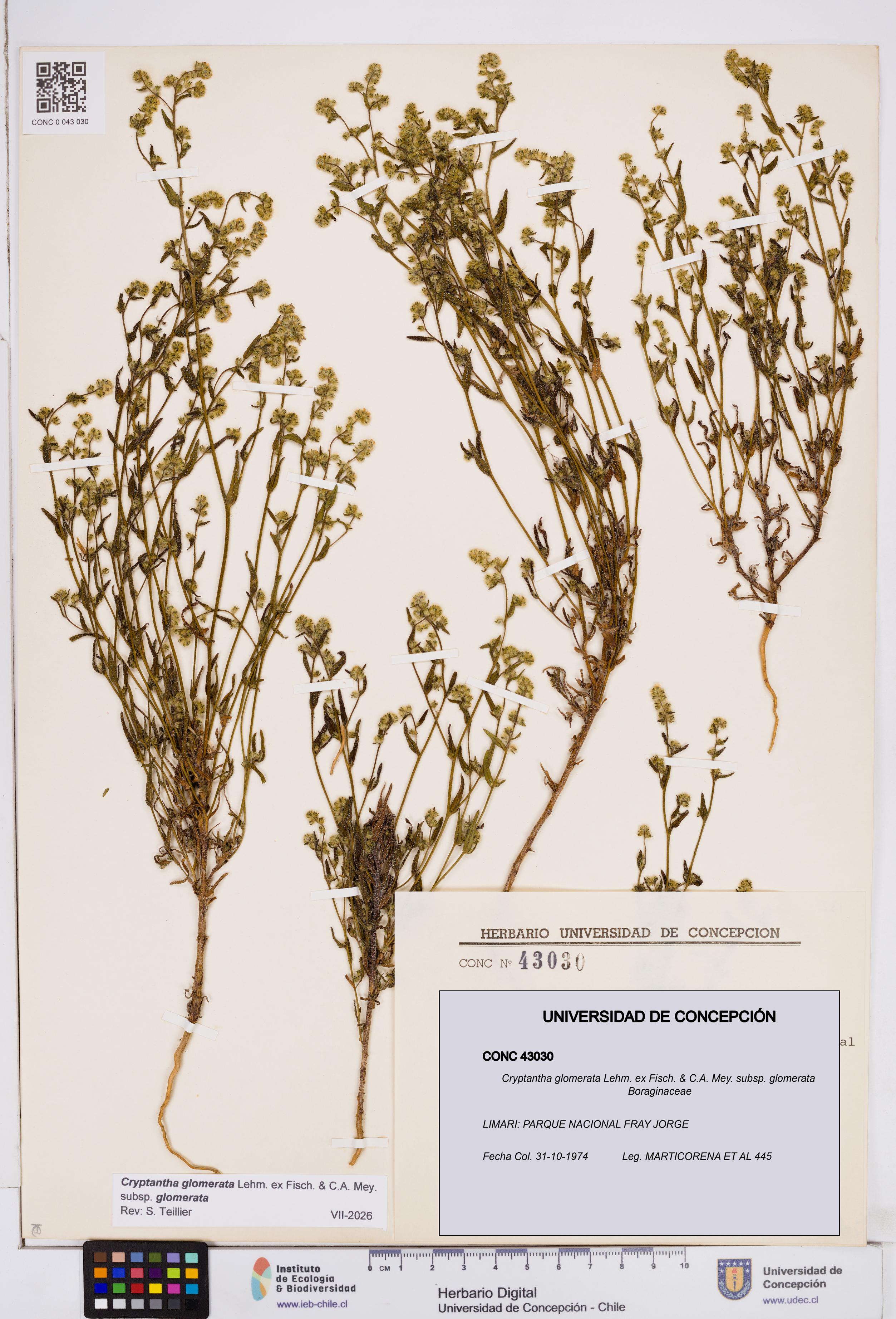 Cryptantha glomerata subsp. glomerata [Espécimen: ]