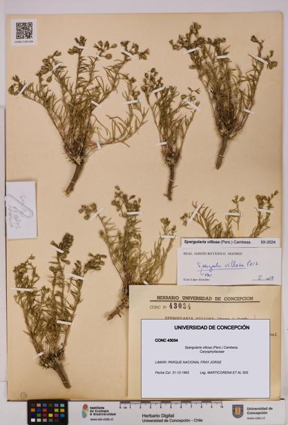 Spergularia villosa [Espécimen: UDEC:CONC:0043034]