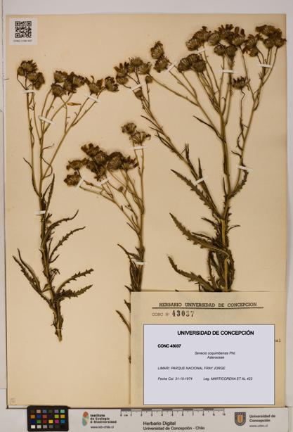 Senecio coquimbensis [Espécimen: UDEC:CONC:0043037]