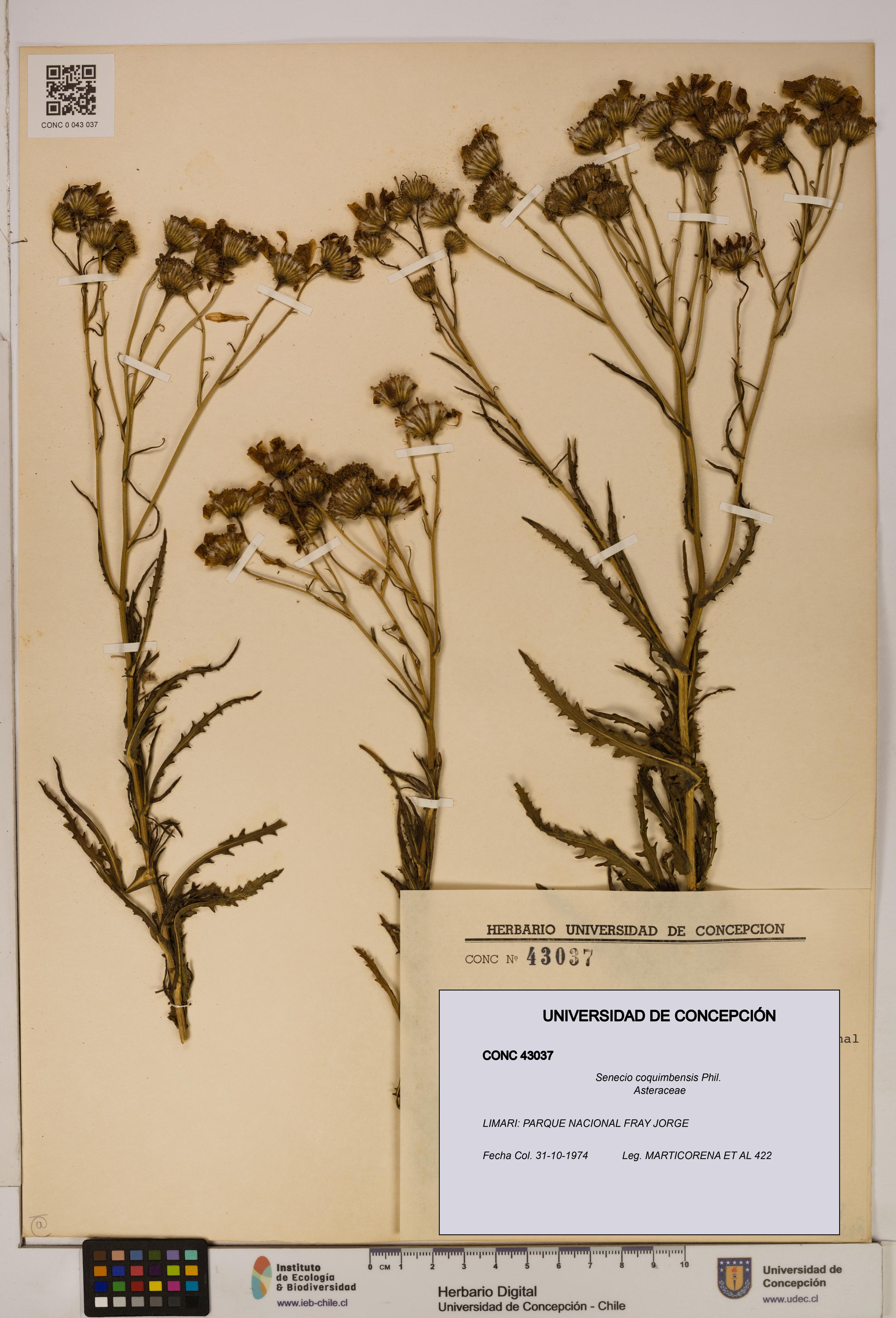 Senecio coquimbensis [Espécimen: UDEC:CONC:0043037]