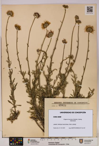 Erigeron luxurians [Espécimen: UDEC:CONC:0043039]