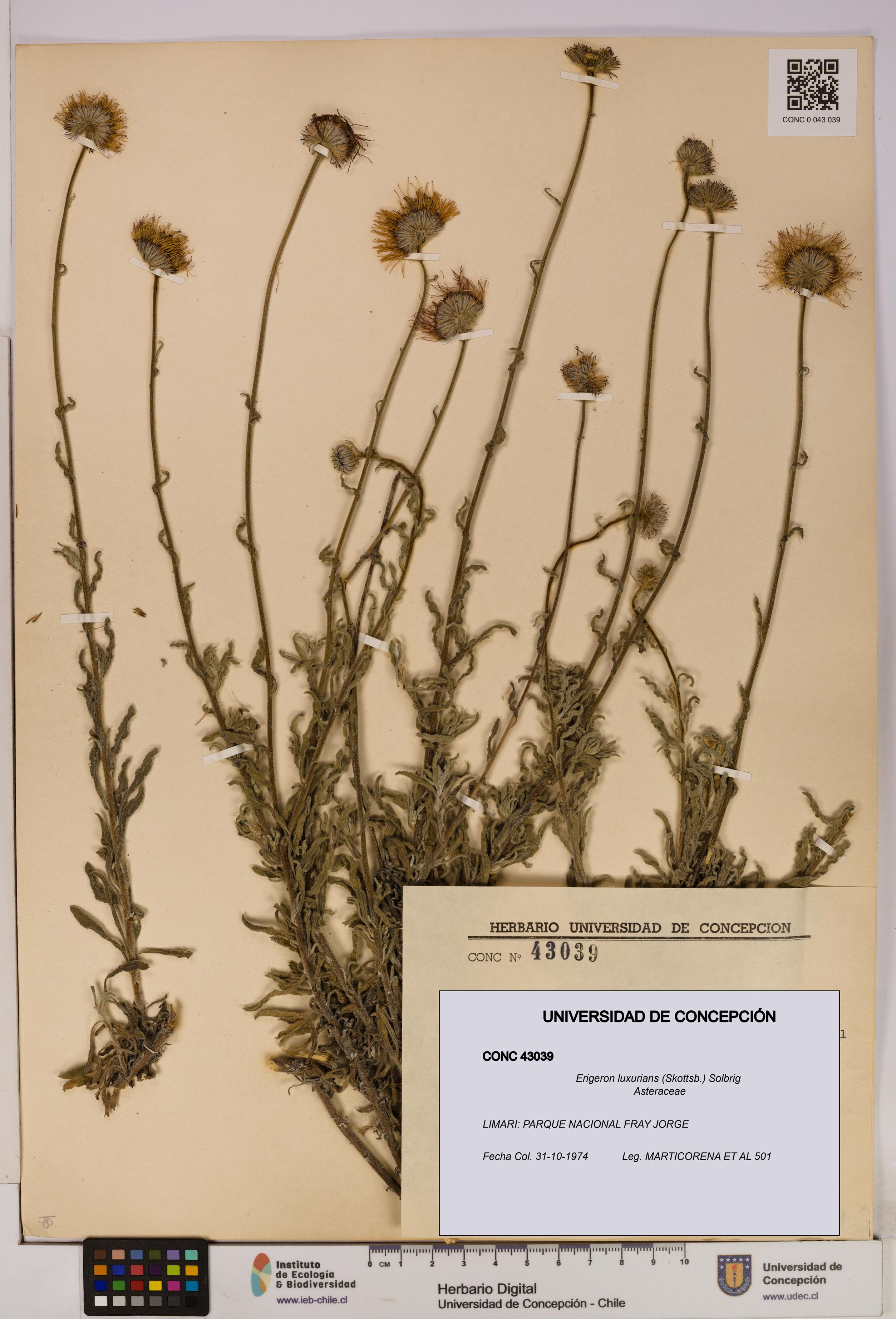 Erigeron luxurians [Espécimen: UDEC:CONC:0043039]