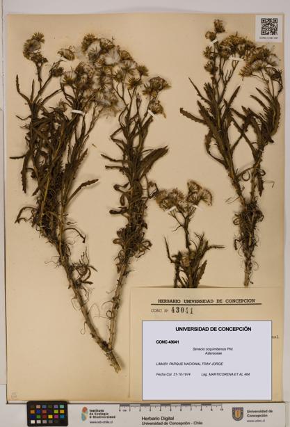 Senecio coquimbensis [Espécimen: UDEC:CONC:0043041]