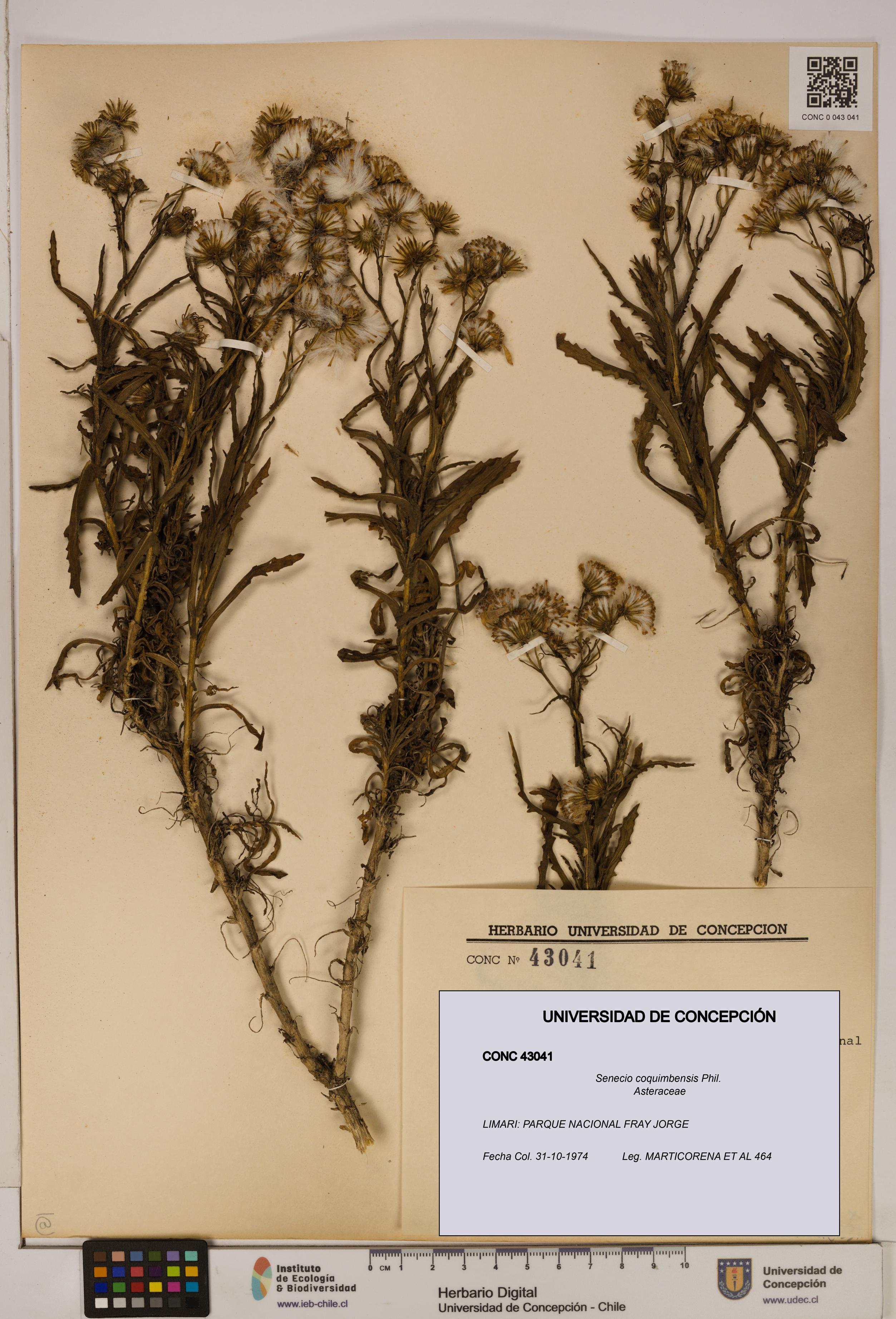 Senecio coquimbensis [Espécimen: UDEC:CONC:0043041]