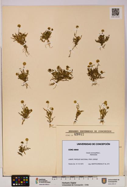 Cotula coronopifolia [Espécimen: UDEC:CONC:0043043]