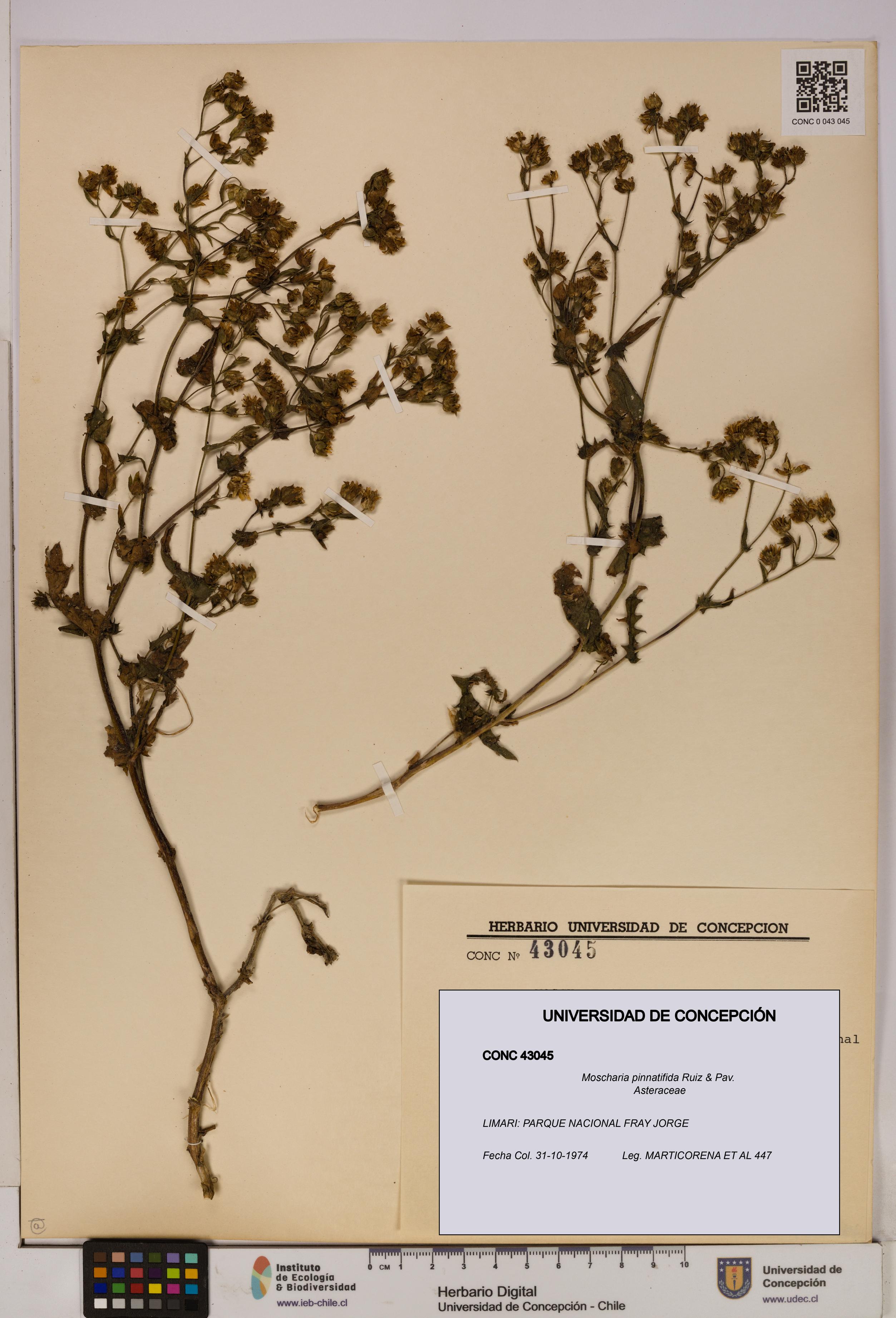 Moscharia pinnatifida [Espécimen: UDEC:CONC:0043045]