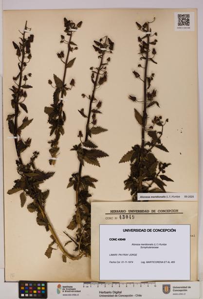 Alonsoa meridionalis [Espécimen: UDEC:CONC:0043049]