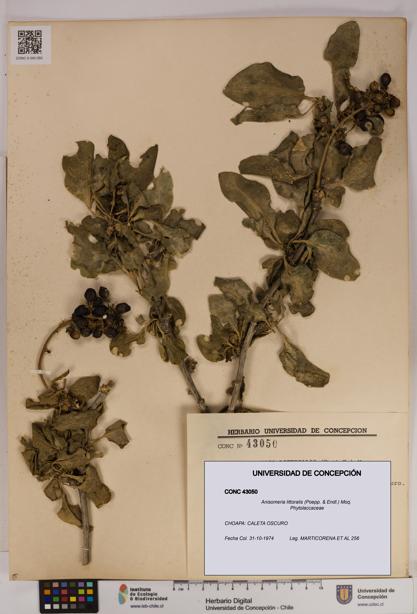Anisomeria littoralis [Espécimen: UDEC:CONC:0043050]