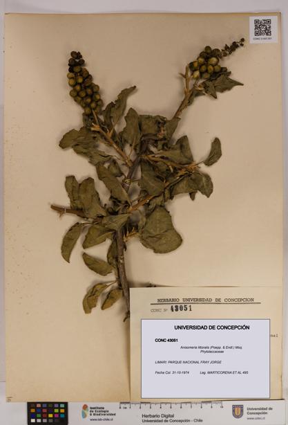 Anisomeria littoralis [Espécimen: UDEC:CONC:0043051]